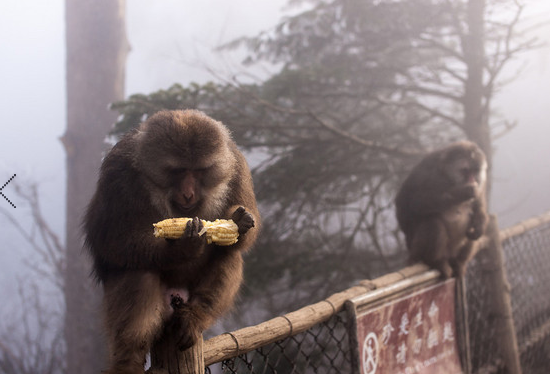 猴年旅行第一弹 和猴子来一次亲密接触
