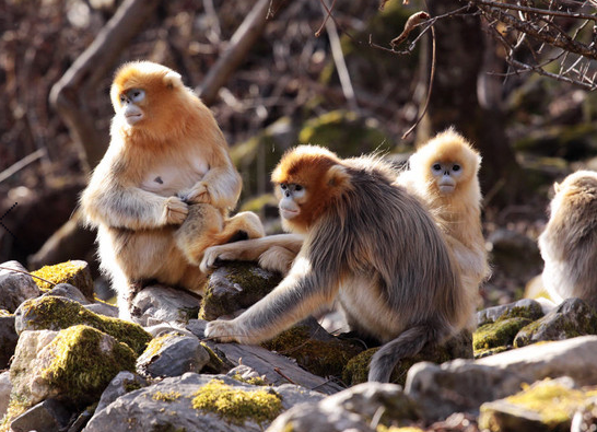 猴年旅行第一弹 和猴子来一次亲密接触
