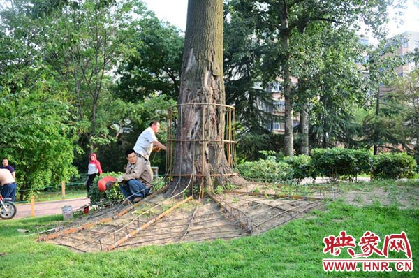 郑州人民公园给高大杨树“整容” 穿上“裙子遮丑”