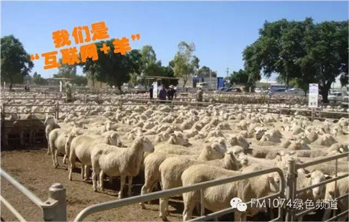 大学生创业项目:打造互联网+羊服务平台