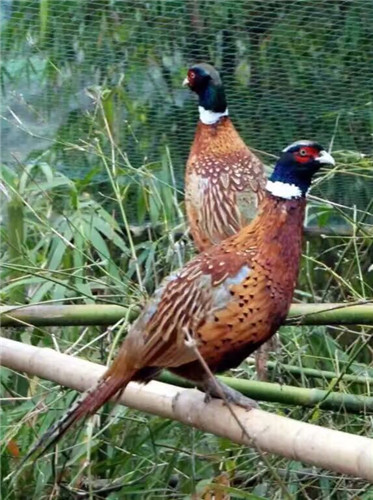 乾隆皇帝吃过都说好!还不点进来看是啥好东东