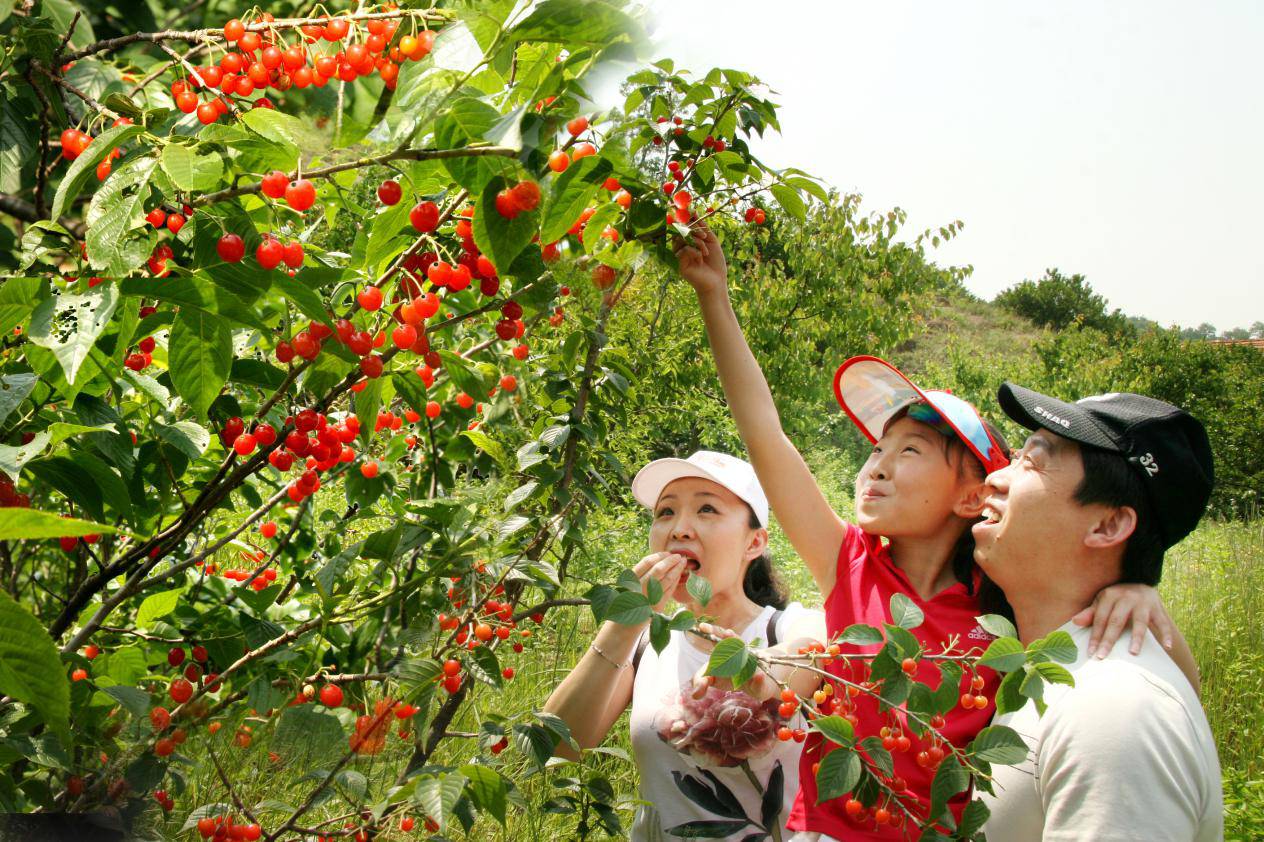 君山草莓丰收季：甜了游客 富了村民