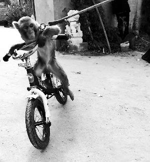 在“猴戏”艺人的训练下，小猴学会了新技能—骑自行车。