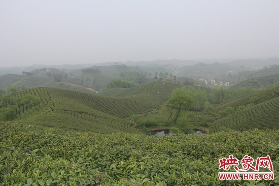 茶山美景 茶山美景