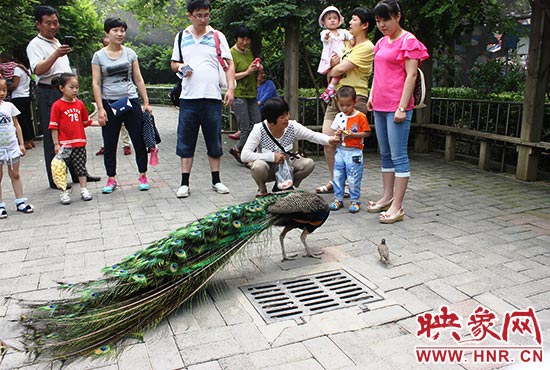 “大鸟”与“小鸟”和游客互动