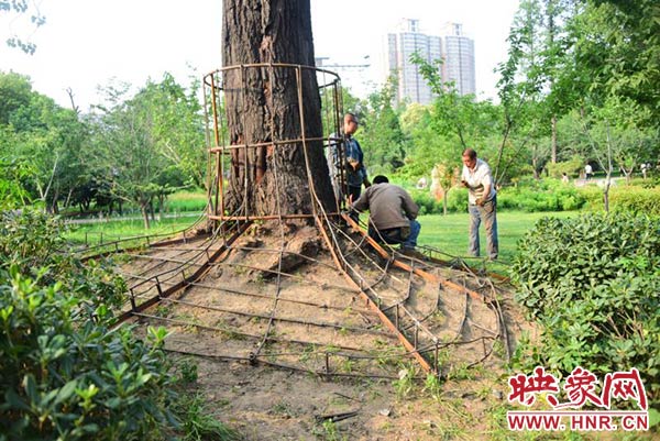 郑州人民公园给高大杨树“整容” 穿上“裙子遮丑”