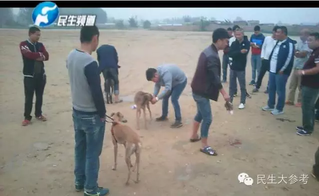 穷追猛咬之下，兔子最终被获胜的猎狗咬死