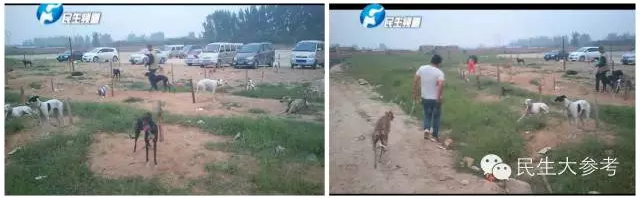 在场地等待比赛的猎狗