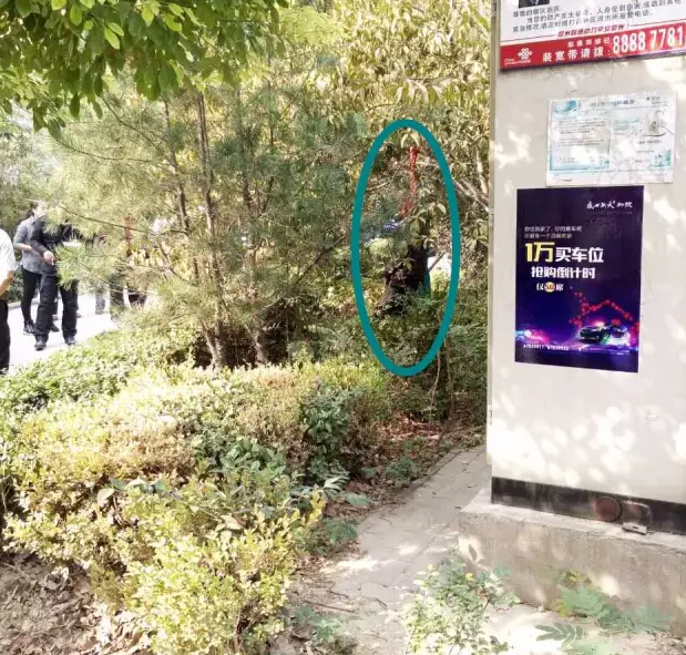 小区绿化带的桃树上，七旬老人跪着上吊身亡