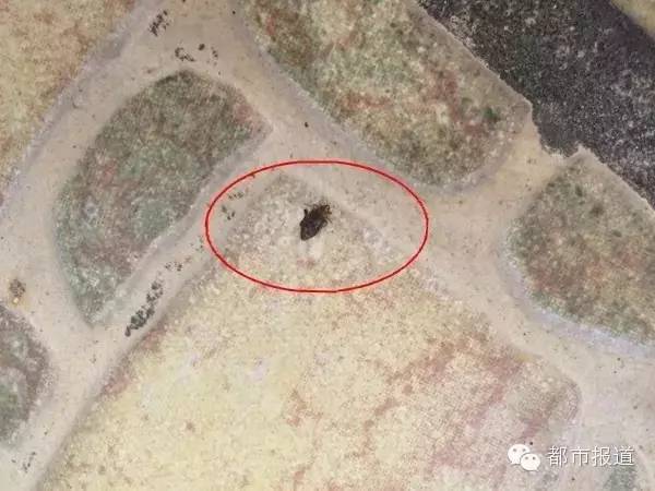旅游回来没做这件事，全家人竟染上了“皮肤病”！