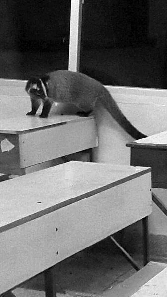 果子狸突然出现在教室课桌上