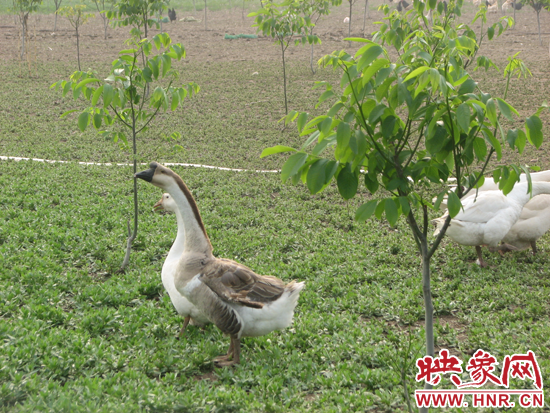 美锦高效农业园区推行生态农业生产模式,在林间放养蛋鸡和珍禽雁鹅