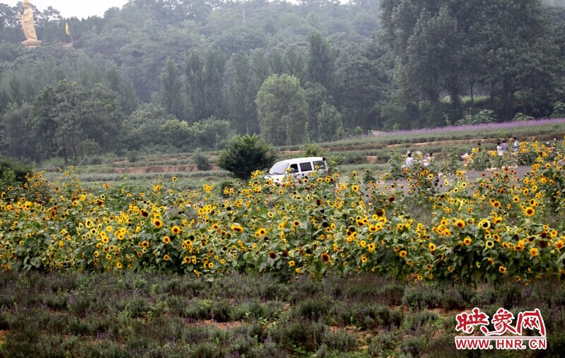 孟津龙兴寺薰衣草向日葵开园