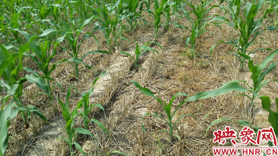 种植奥玉3111品种的玉米苗苗稀且很多已枯萎