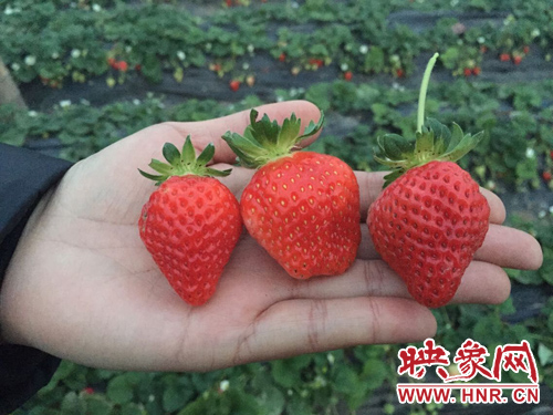 商丘梁园双八镇草莓基地采摘季 8点半开棚