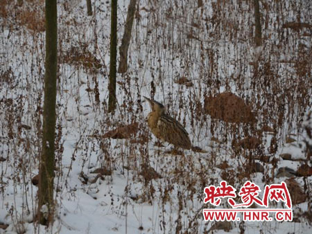 雪地里受伤的大麻鳽