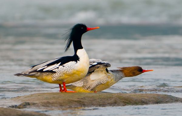 淅川渠首发现国家一级重点保护鸟类"中华秋沙鸭"