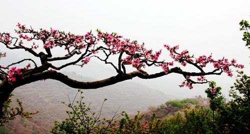 内乡春季重磅推出:游古衙品美食赏桃花