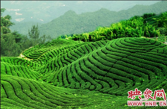 第24届信阳茶文化节将于4月28日至30日举办
