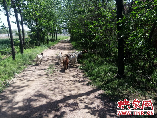 岑老汉的7只羊被舞钢民警找回