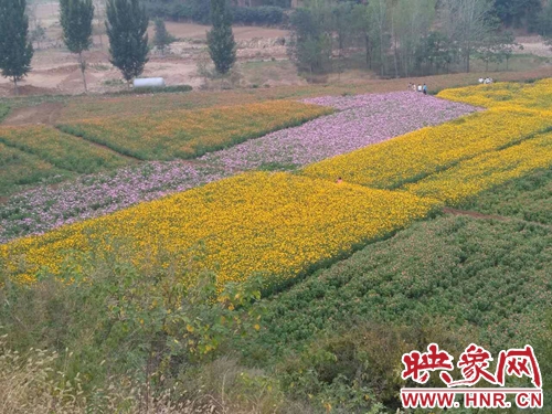 陵头镇金龙山仙草花海基地