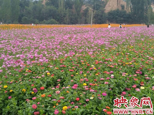 陵头镇金龙山仙草花海基地