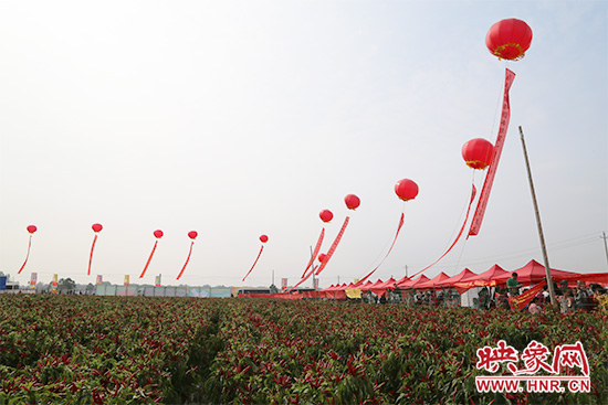 辣椒种植基地