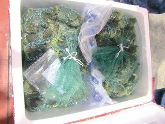  大陆进口大闸蟹被检出禁用的动物用药，已全数销毁。 图片来源：台湾《联合报》