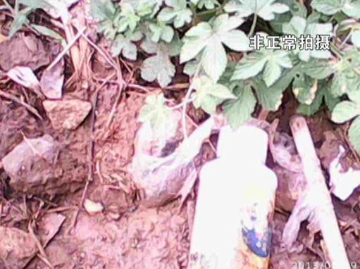 大棚蔬菜园区里到处丢弃着农药废物。