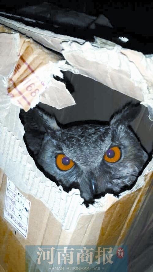 纸箱里，一只猫头鹰瞪着大眼睛 省高速交警九支队/供图