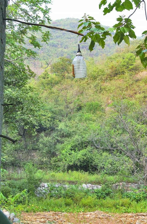 野猪豹子频扰民 官方称将迁出村民建森林公园