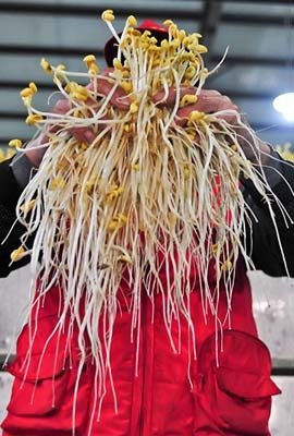 西安万斤毒豆芽被就地掩埋