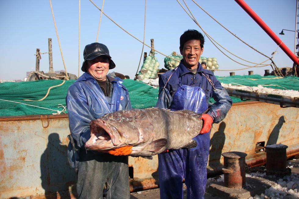 浙江两渔民捕获49斤特大野生海鲫鱼