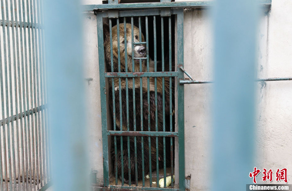 6月19日，河南郑州，新密市动物园咬死饲养员的肇事棕熊被暂押在郑州动物园内，该熊“卧室”周围被三重钢