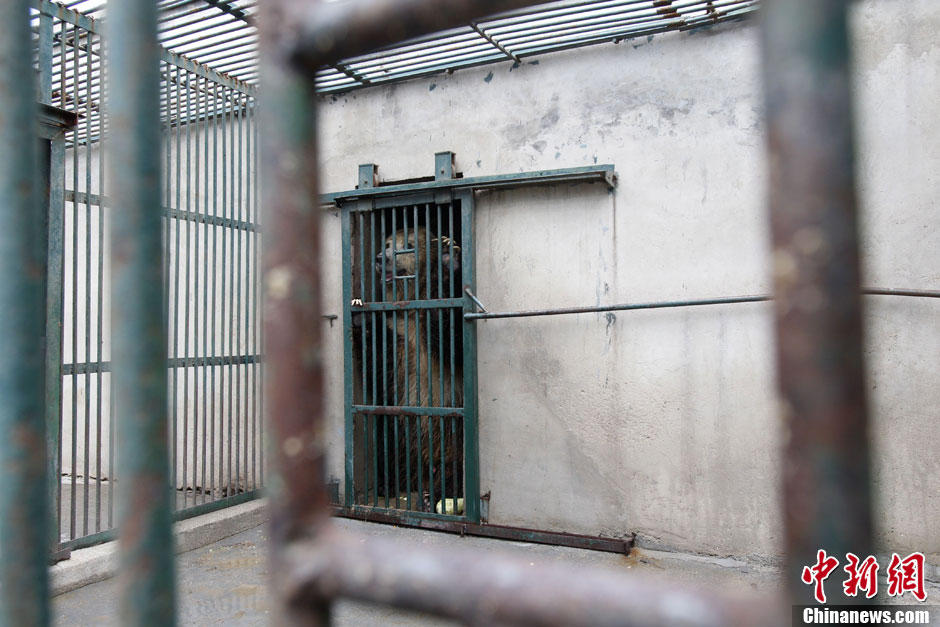 6月19日，河南郑州，新密市动物园咬死饲养员的肇事棕熊被暂押在郑州动物园内，该熊“卧室”周围被三重钢