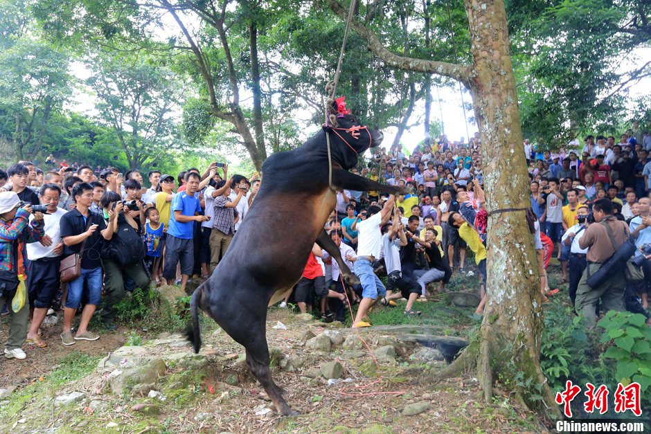 图为仪式中，黄牛被村民用绳子吊起。谭凯兴 摄