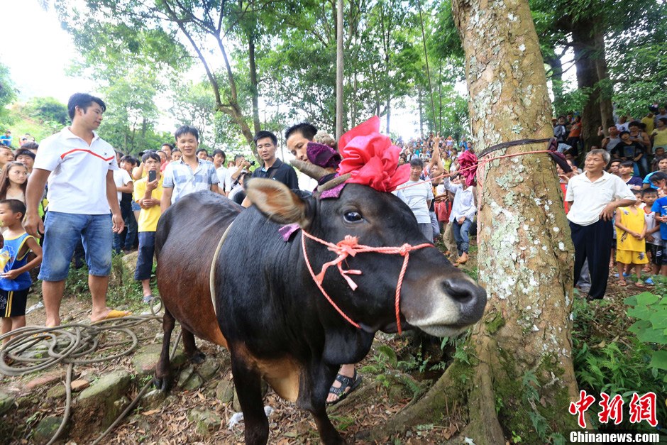 图为村民给一头黄牛头戴上红花准备进行“牵牛上树”仪式。 谭凯兴 摄