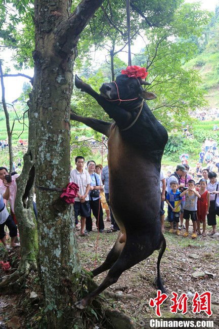 黄牛被吊死在树上，完成了该祈福和警示的仪式。谭凯兴 摄