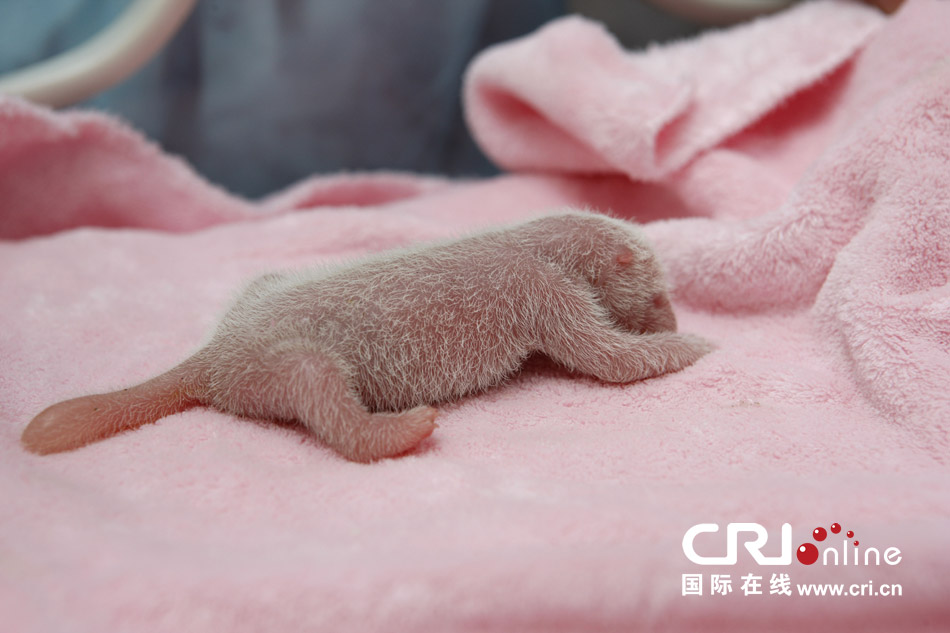 2013年7月11日，成都大熊猫繁育研究基地月亮产房，新生大熊猫宝宝在育婴箱里憨态可掬。