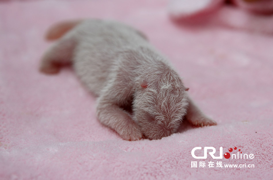 2013年7月11日，成都大熊猫繁育研究基地月亮产房，新生大熊猫宝宝在育婴箱里憨态可掬。
