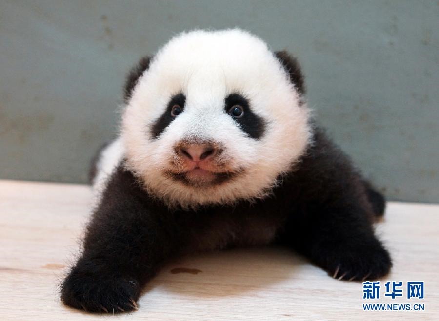 熊猫宝宝“圆仔”茁壮成长 可用前肢撑起身体