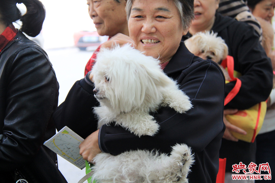 一只可爱的中华田园犬