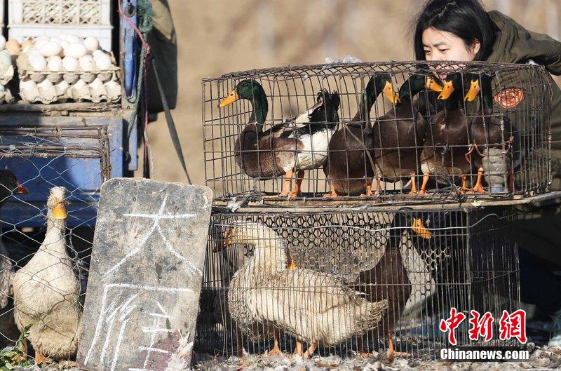 图为12月14日，104国道静海县城附近，待售的野味。田宝希 摄 图片来源：CFP视觉中国