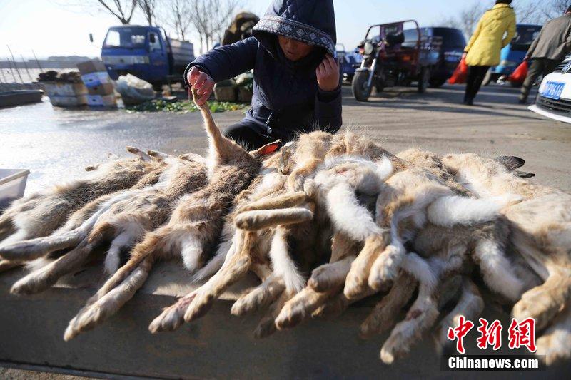 图为12月14日，104国道静海县城附近，家养的大雁和野鸭被摆在一起售卖。田宝希 摄 图片来源：CF