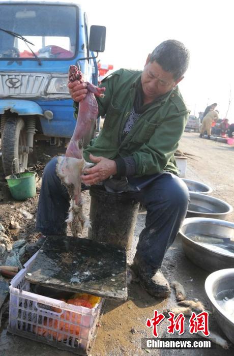 图为12月1日，104国道静海县城附近，顾客挑好后，商贩拎着死兔将皮完整地扒下来。田宝希 摄 图片来