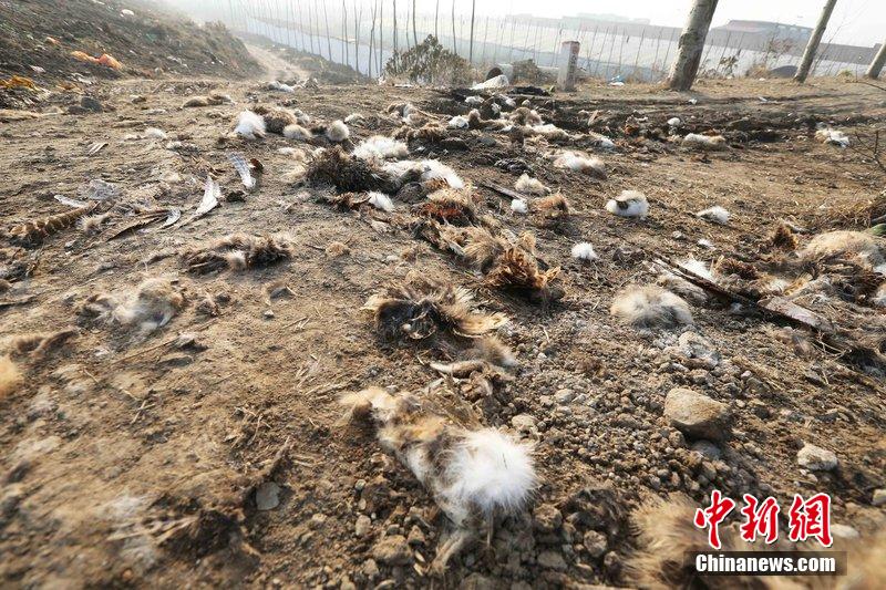 图为12月1日，104国道静海县城附近，野兔的皮毛内脏等残留物散落一地，寒风中飘着一股刺鼻的酸臭味。