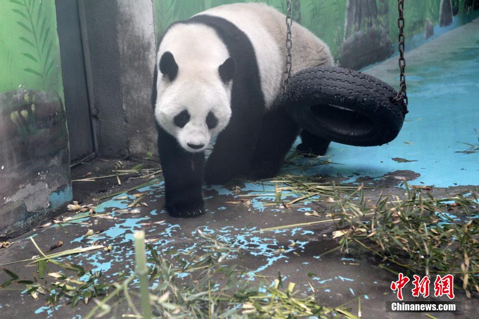 　3月17日，河南郑州动物园内的大熊猫“龙昇”。