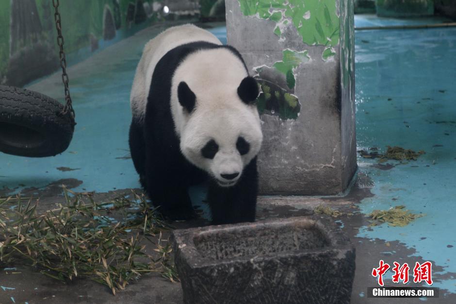 3月17日，河南郑州动物园内的大熊猫“龙昇”。