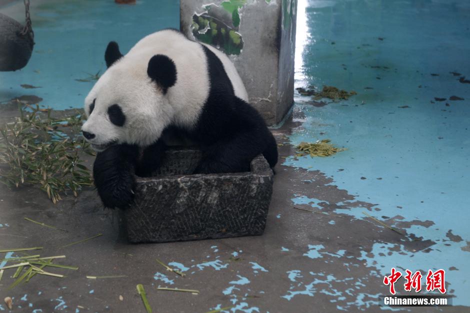 3月17日，河南郑州动物园内的大熊猫“龙昇”。