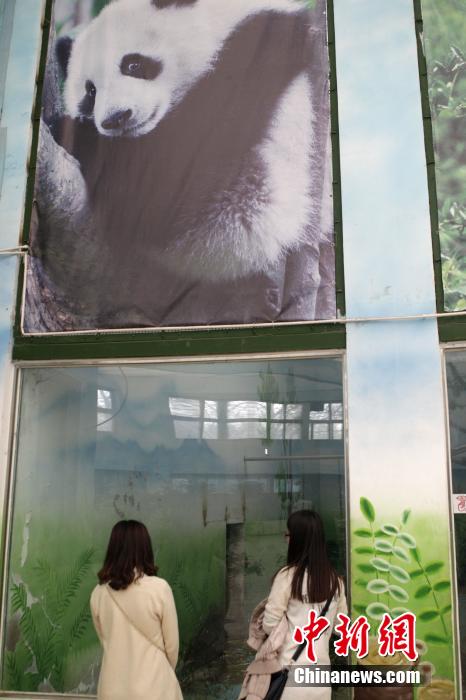 3月17日，郑州市民参观大熊猫“龙昇”。